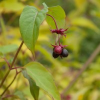 Himalayan Honeysuckle